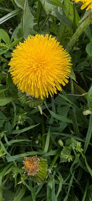 Gelb ... absolute Lieblingsfarbe im Frühling! | Foto: privat Sibylle Tröber
