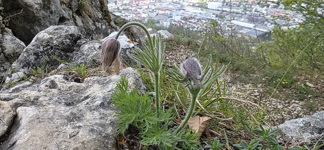 Wiesen-Kuhschelle am Bismarckfelsen. | Foto: privat Sibylle Tröber