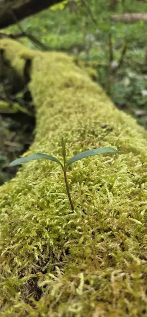 Kleiner Sämling auf moosigem Baum ... was wird wohl aus ihm? | Foto: privat Sibylle Tröber