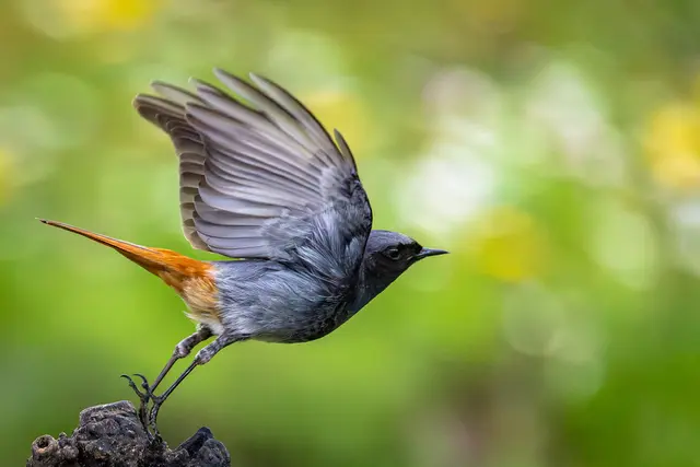 Foto: Hausrotschwanz beim Start und einen Flügelschlag später,  Starflug