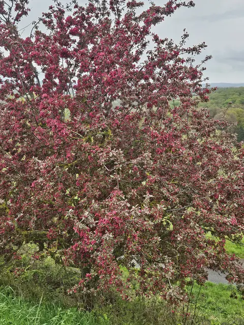 Foto: SAV OG Talheim