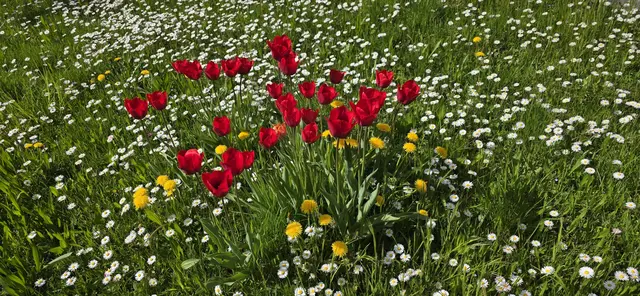 Mein Heimweg führte dann noch an einem Blumenmeer vorbei. | Foto: privat Sibylle Tröber