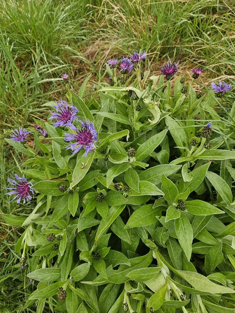 Foto: SAV OG Talheim