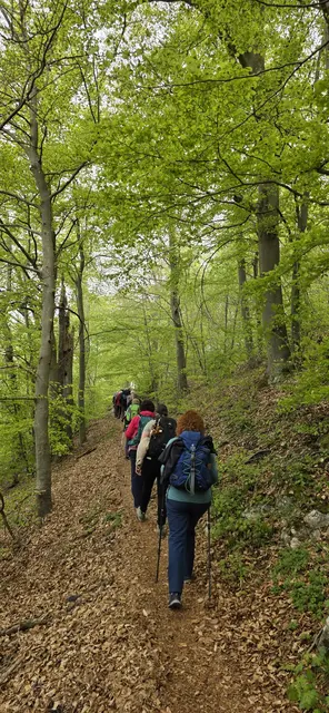 Und dann immer wieder durch den lindgrünen Wald ... Balsam für Augen und Seele. | Foto: privat Sibylle Tröber