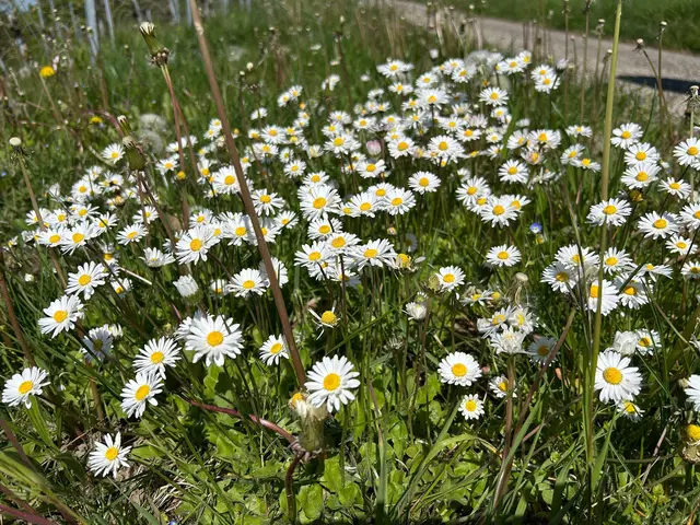 Die Blumenkinder der Flower-Power-Bewegung flochten sich Ende der 1960er Jahre Kränze daraus. | Foto: Gänseblümchen