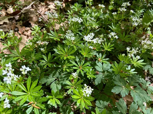 Waldmeister für die Maibowle | Foto: Albverein Weinsberg