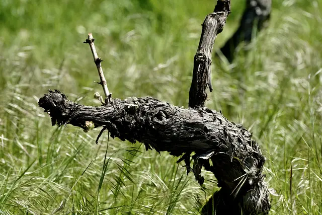 Ein Krokodil ? | Foto: ED