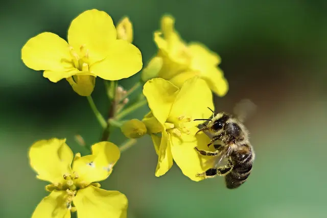 Fleißige Bienchen auf den Rapsfeldern der Gemeinde Bretzfeld. | Foto: Martin Butz