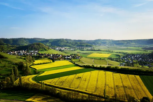 Strahlend gelbe Rapsfelder mit Blick auf Eichelberg. | Foto: Uwe Heimberger