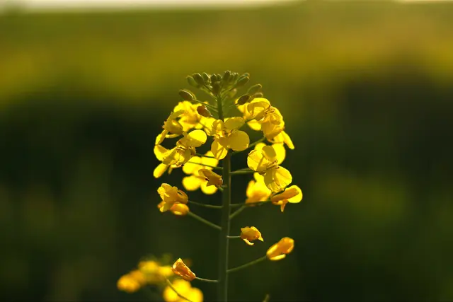 Auch Detailaufnahmen der Rapsblüte sind tolle Motive.  | Foto: Kai Weyreter