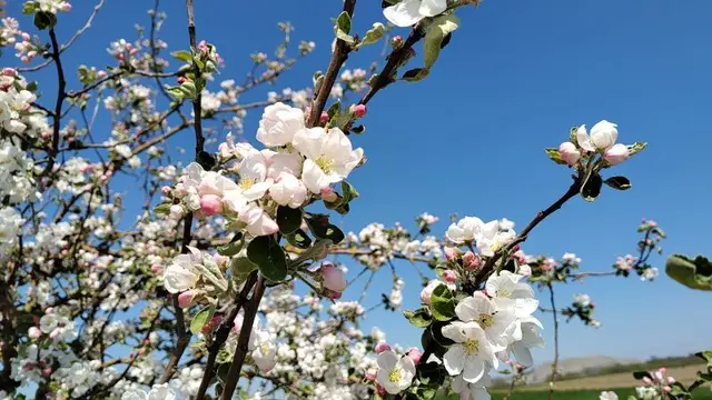 Streuobstwiesen | Foto: GMS
