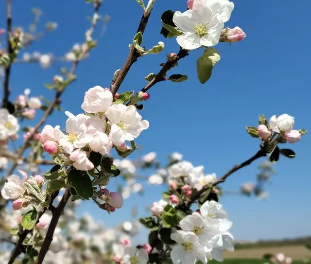Streuobstwiesen | Foto: GMS