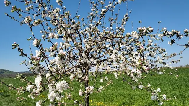Streuobstwiesen | Foto: GMS