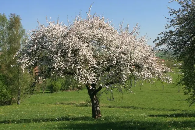 Freilandmuseum Wackershofen | Foto: GMS