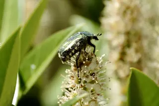 Insekten: Was da so schwirrt und brummt - Flein