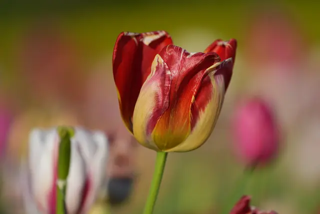 Foto: Moni Bordt