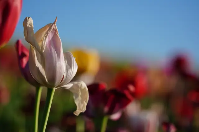 Foto: Moni Bordt