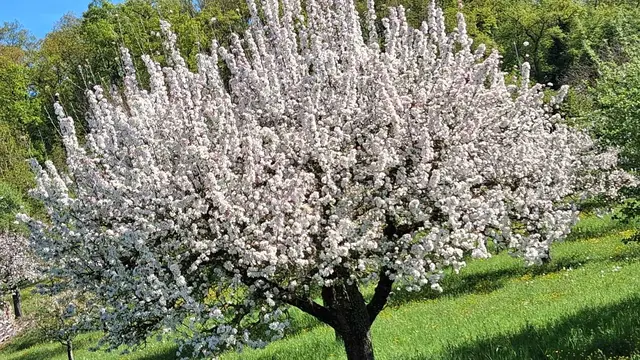 Blühende Bäume und grüne Wiesen | Foto: bekannt