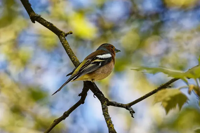 Buchfink
 | Foto: WKY