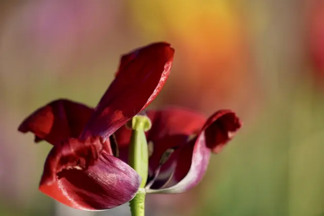 Foto: Moni Bordt