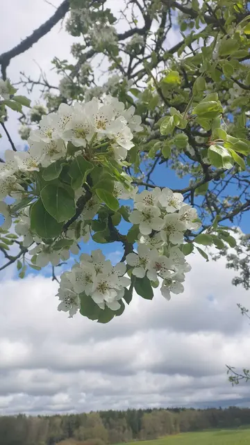 Foto: SAV OG Talheim