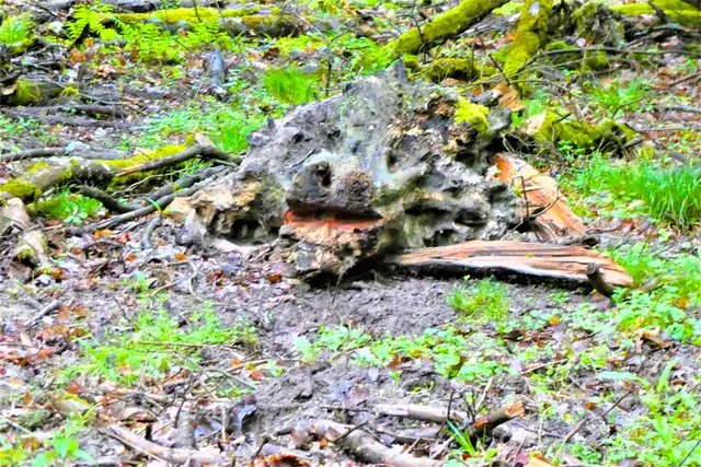 Das vom Aussterben bedrohte deutsche Waldkrokodil schaut uns an. | Foto: Konrad Schomerus