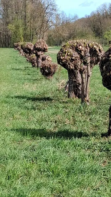 Kopfweiden mit zartem grünem Flaum | Foto: bekannt