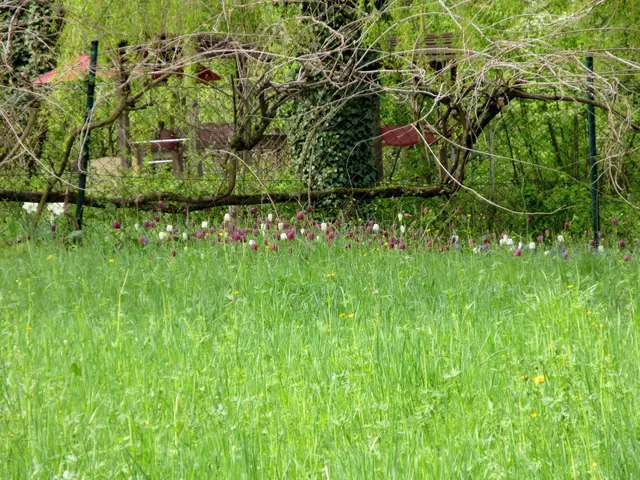 Schachblumen | Foto: WandernGabyErich