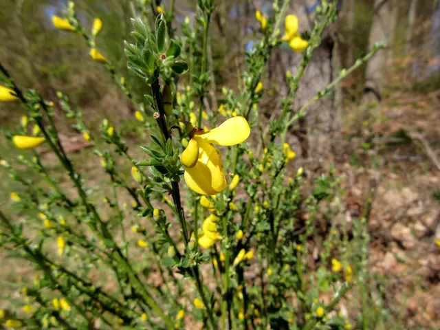 Ginster | Foto: WandernGabyErich