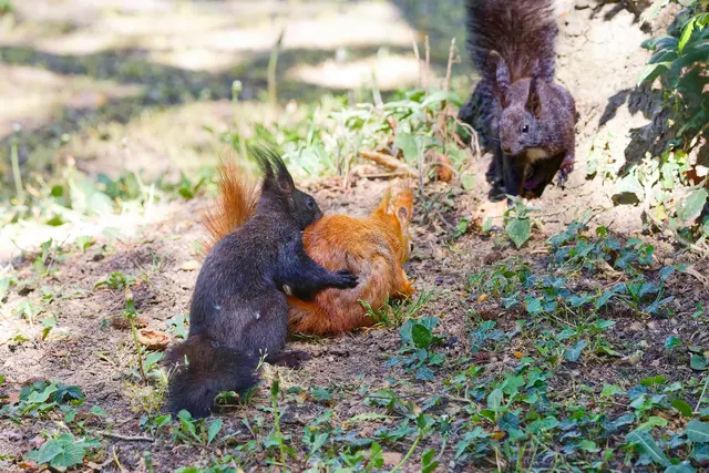 SIE könnte ruhig aufhören zu futtern! | Foto: WKY