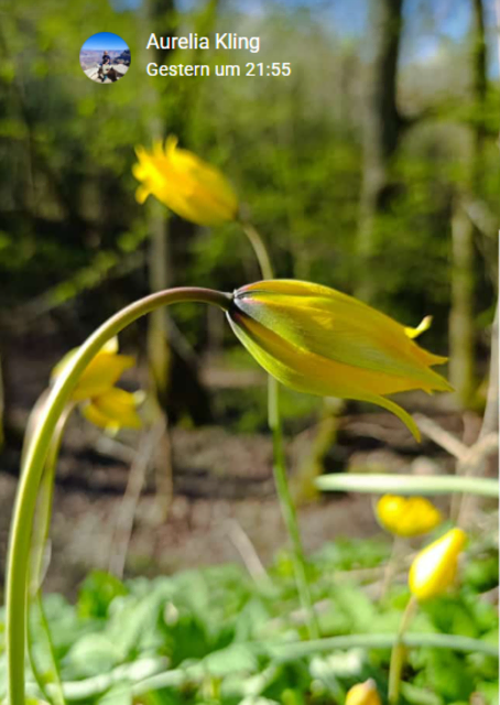 Wilde Tulpen am Weg | Foto: Aurelia Kling
