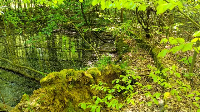 Teich bei der Muna Siedlung | Foto: WandernGabyErich