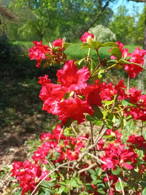 Rhododendren leuchten im Ehrenfriedhof | Foto: WandernGabyErich