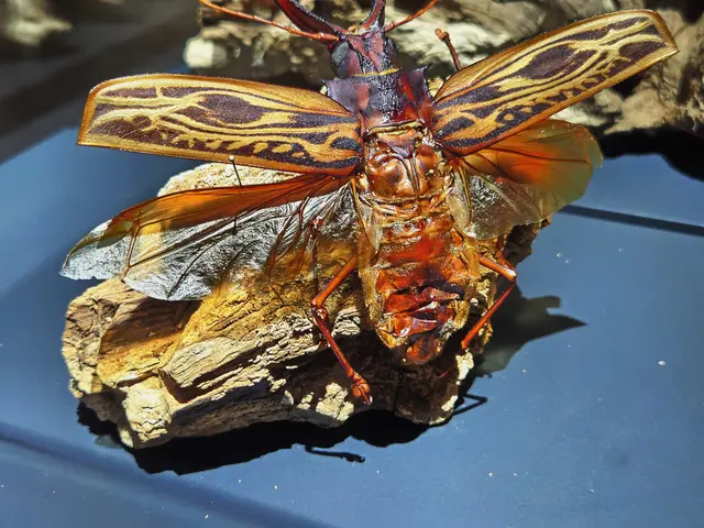 Zu sehen waren auch riesige Insekten, die im Amazonasbecken vorkommen | Foto: Karl-Heinz Leitz