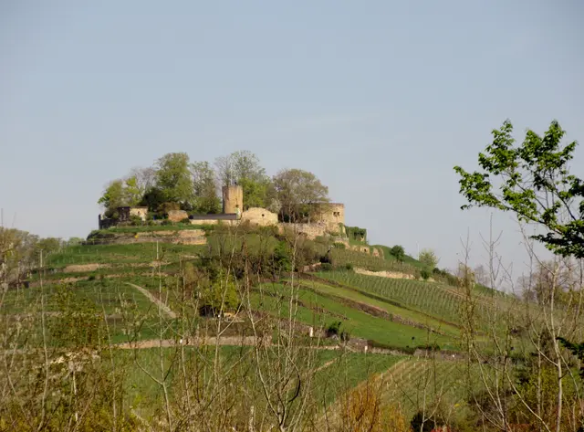 Blick zur Weibertreu am Ende der Kirschblüte | Foto: WandernGabyErich