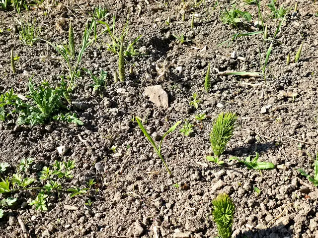 Foto: Heidrun Rosenberger