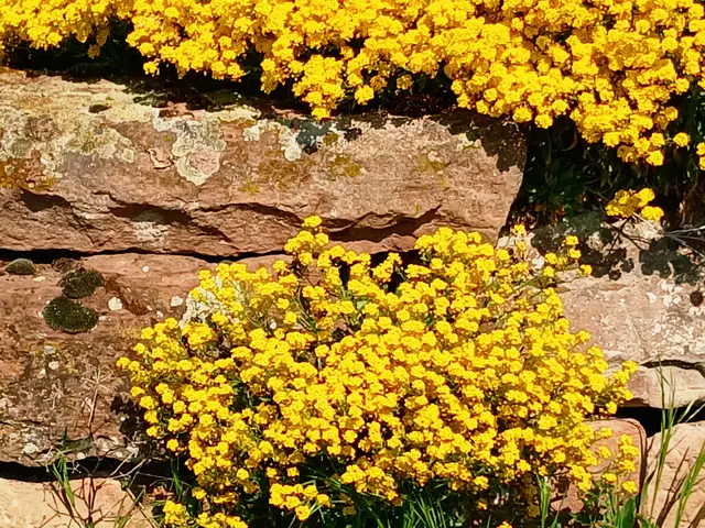 Oh und wieder dieses herrliche Steinkraut. | Foto: sigischlottke