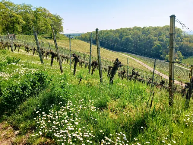 An den Steilhängen nehmen die Reben herrliche Sonnenbäder.   | Foto: sigischlottke