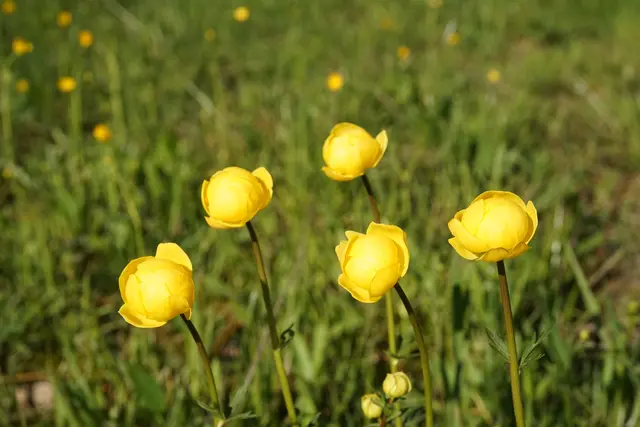 Trollblumen | Foto: Helmut Brehm