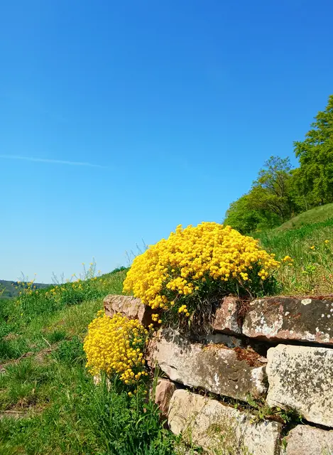 Gegen den blauen Himmel ein absoluter Kontrast.  | Foto: sigischlottke