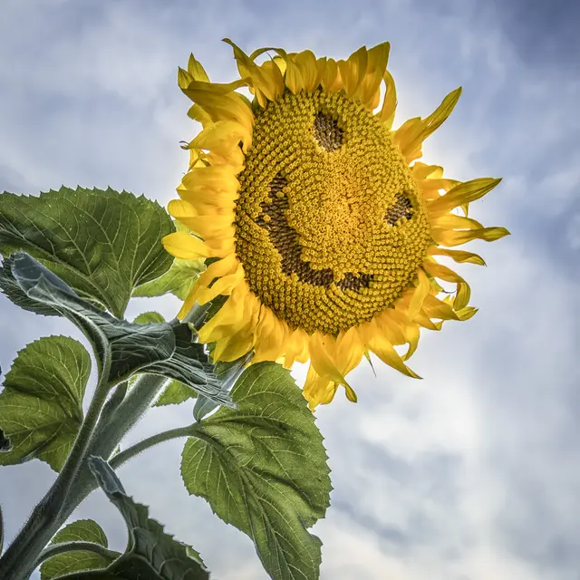 Da lacht die Sonne | Foto: c uschipohl