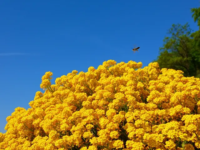 Und mit dem Handy sogar ein Bienchen erwischt.   | Foto: sigischlottke
