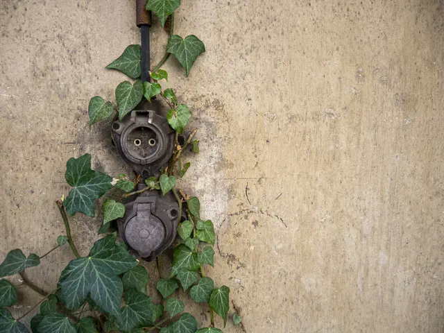 Wer schaut denn da aus der Steckdose ? | Foto: c uschipohl