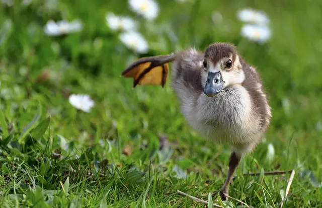 Fröhlich rennt dieses Gänsekind auf die Kamera zu.  | Foto: Moni Bordt