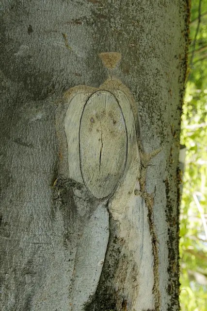 Kleine Waldfee | Foto: c uschipohl