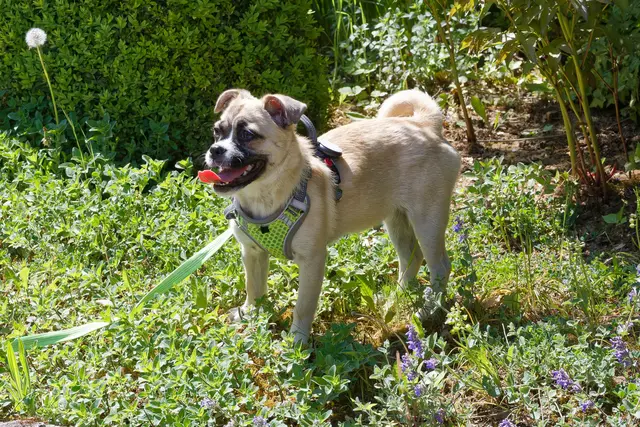 Zunge im Gegenlicht 😉 | Foto: WKY