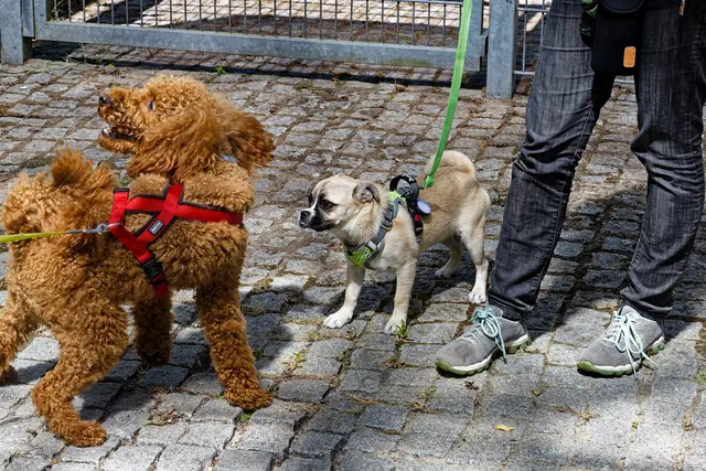 Was ist das denn, Dad? | Foto: WKY