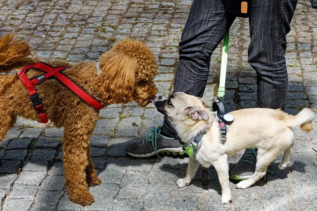 Das erste Beschnüffeln | Foto: WKY