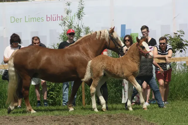 Schwarzwälder Kaltblutstute mit Fohlen  | Foto: privat