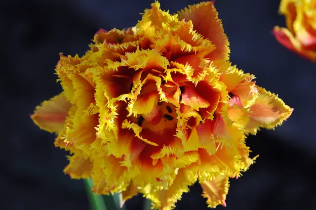 Auch Frühblüher sind noch zu sehen. Diese gefüllte Tulpe ist ein echter Hingucker. | Foto: Daniela Somers